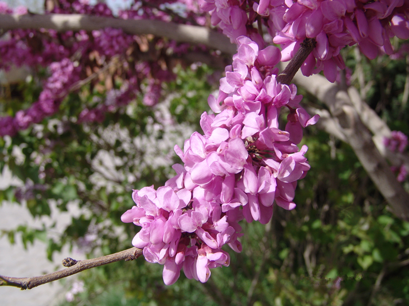 DSC00159_副本.jpg